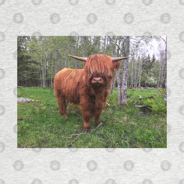 Scottish Highland Cattle Calf 2004 by SaarelaHighland